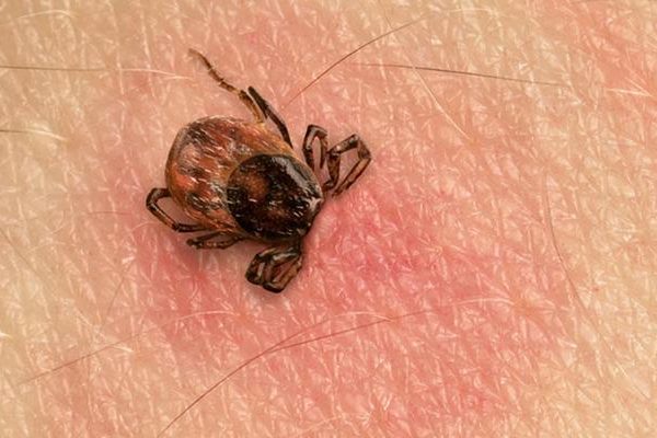 Isırık vakalarında ciddi artış! 15 gün boyunca kan emerek yaşıyorlar: “Onlar çok hızlı bir şekilde çoğalabilecek hayvanlar”